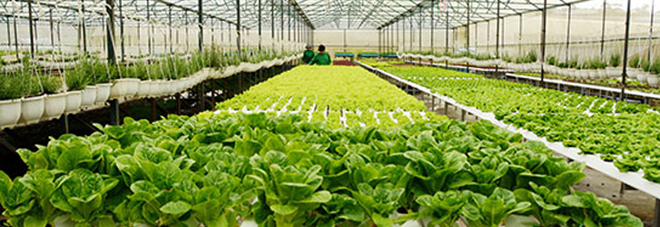 Giải pháp quản lý an toàn thực phẩm sản phẩm gốc thực vật