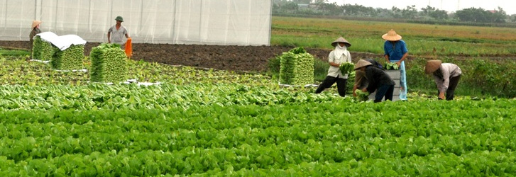 TP.HCM và Lâm Đồng bắt tay sản xuất, tiêu thụ nông sản an toàn